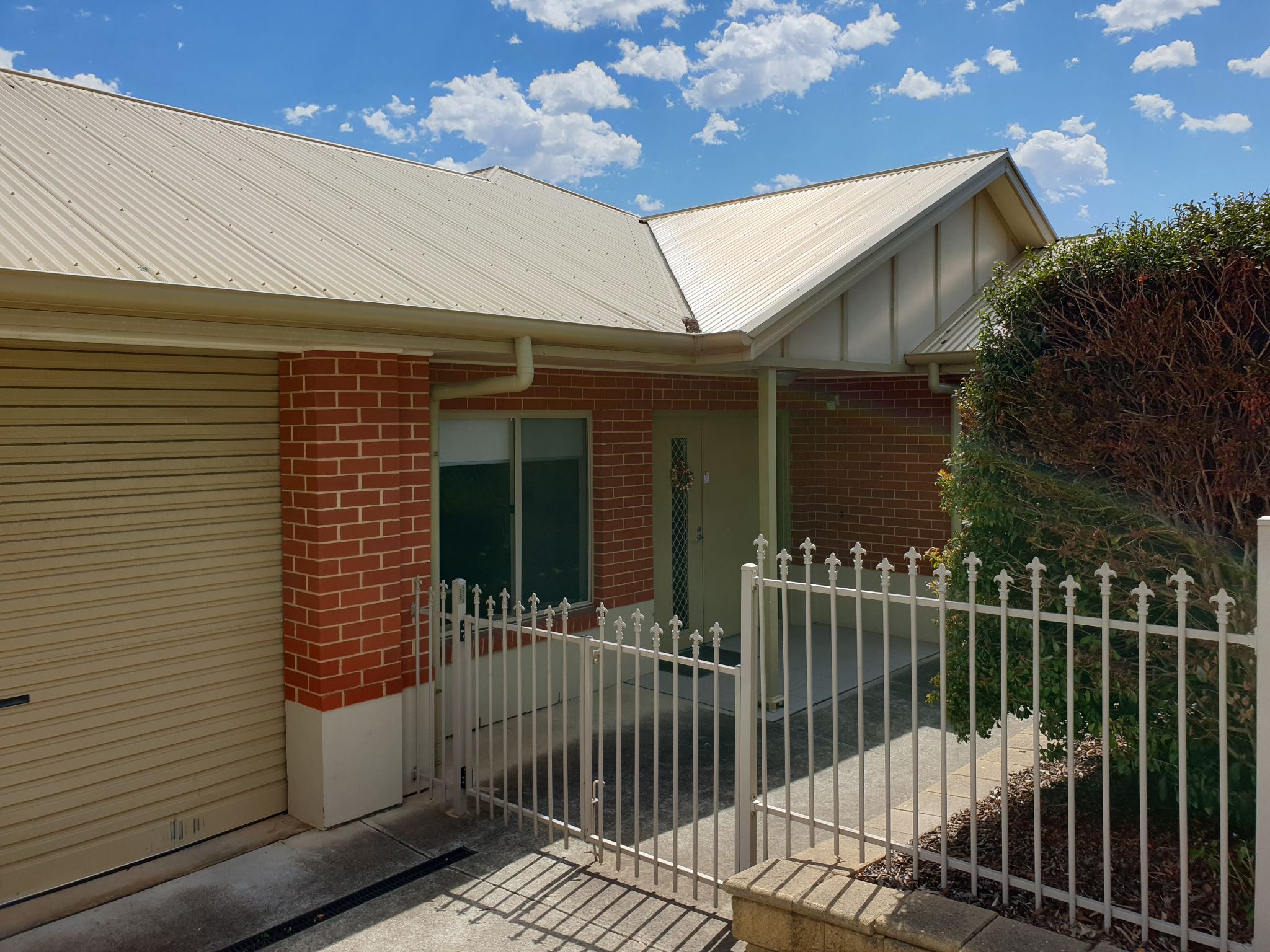 5 Brolga   Front yard (1)
