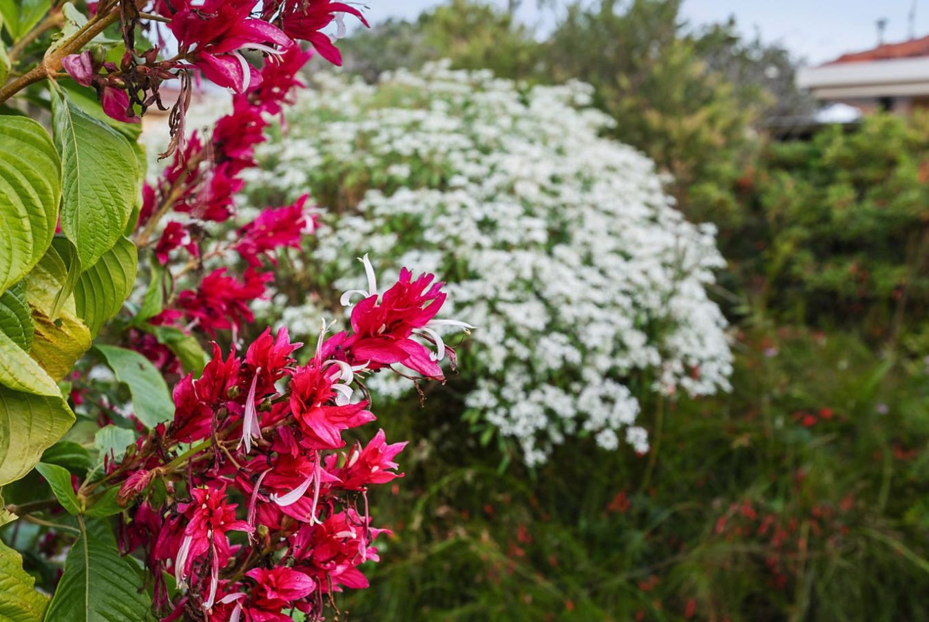 Screenshot 2025 01-17 at 2.16.30 pm