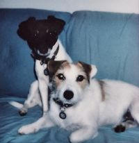 dogs