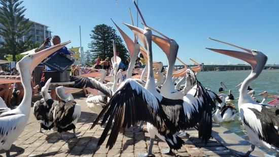 pelican feeding-the-entrance