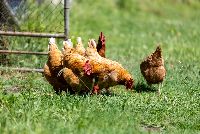 All Disability Services   Chicken Feeding-2