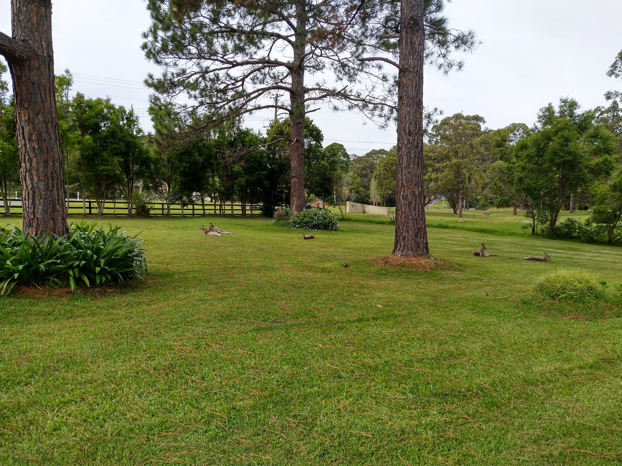 Kangaroos out front