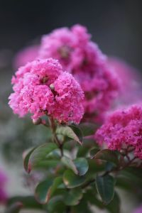 Lo Res SACARE The Gums-84