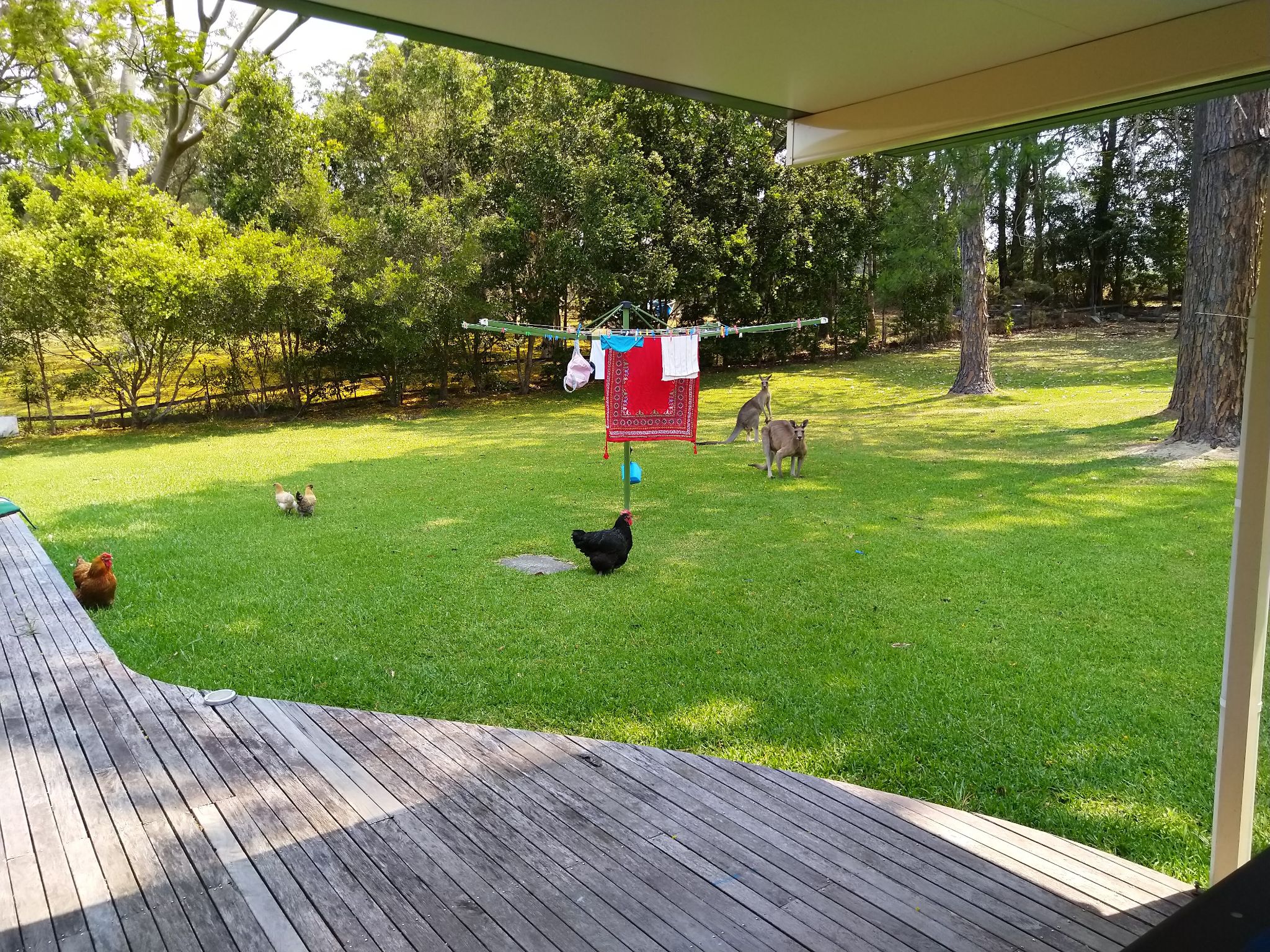 Kangaroos