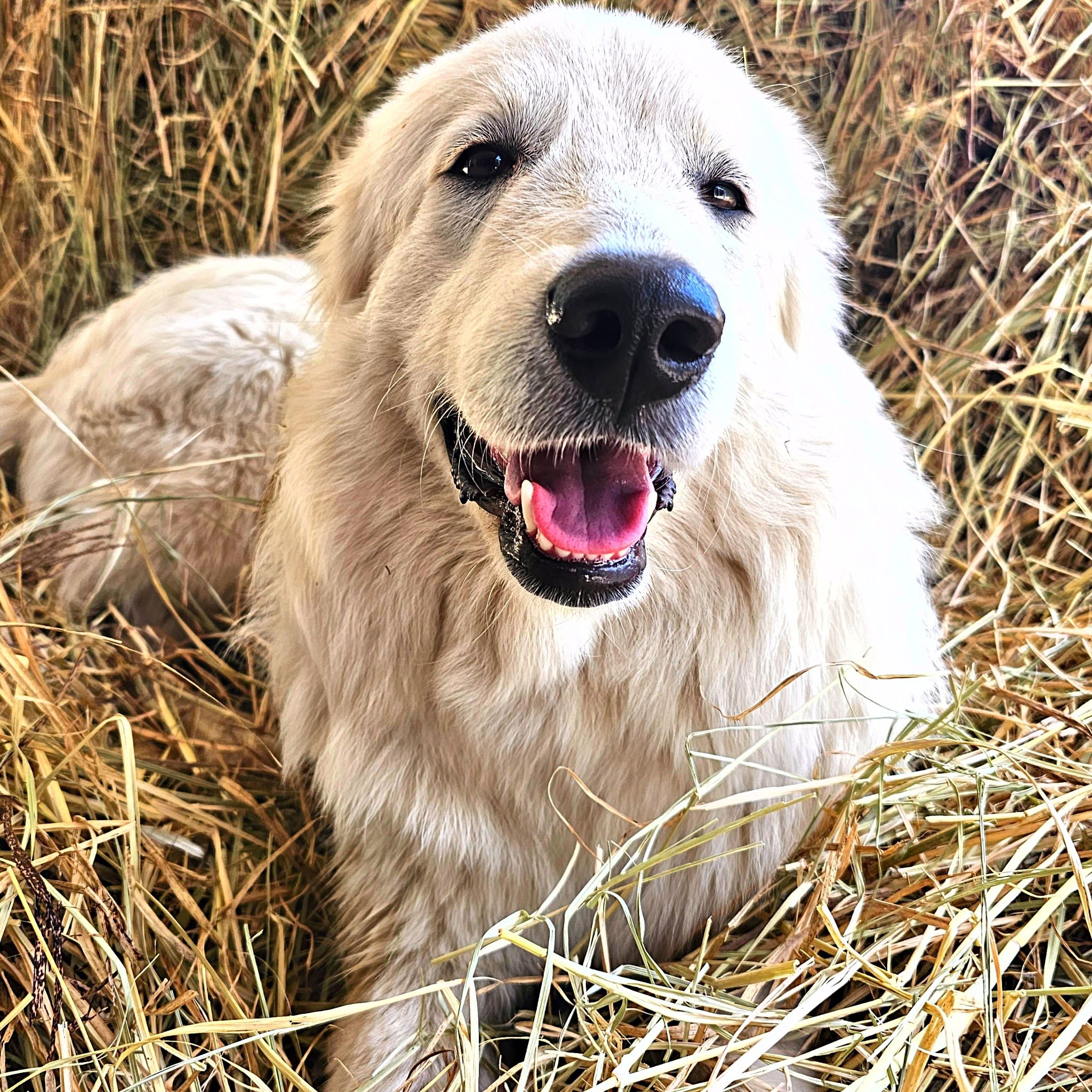 IMG 20230430_121531_591