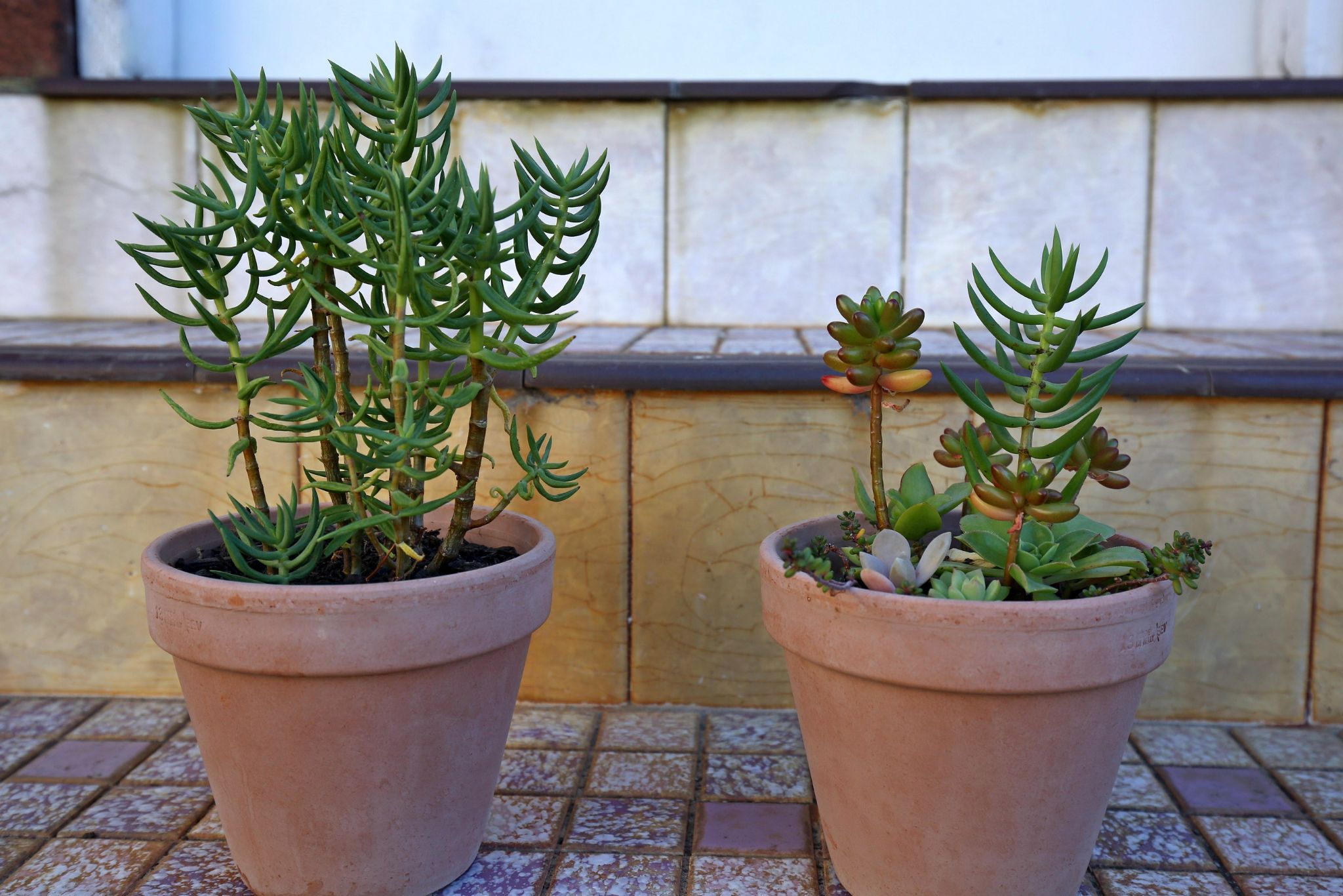 Dominic House 2023 k