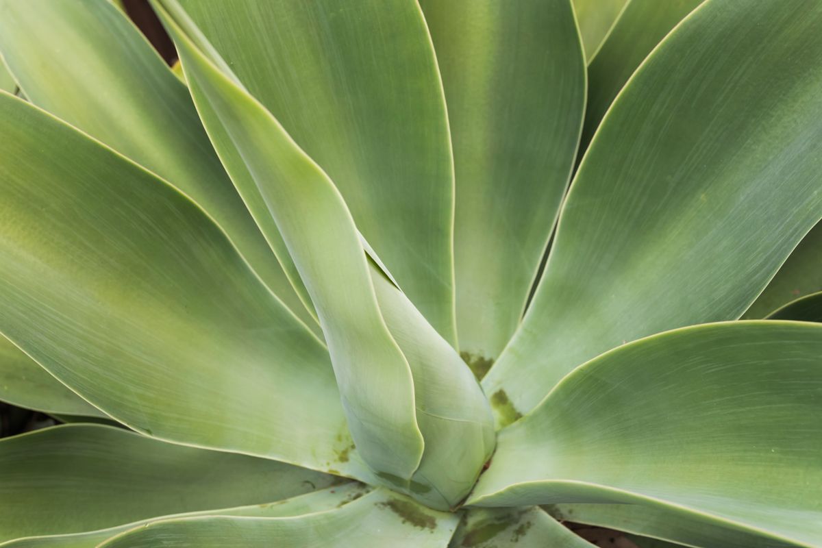 SIL022 LR_Maitland_garden 2