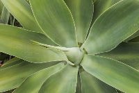 SIL022 LR_Maitland_garden 3