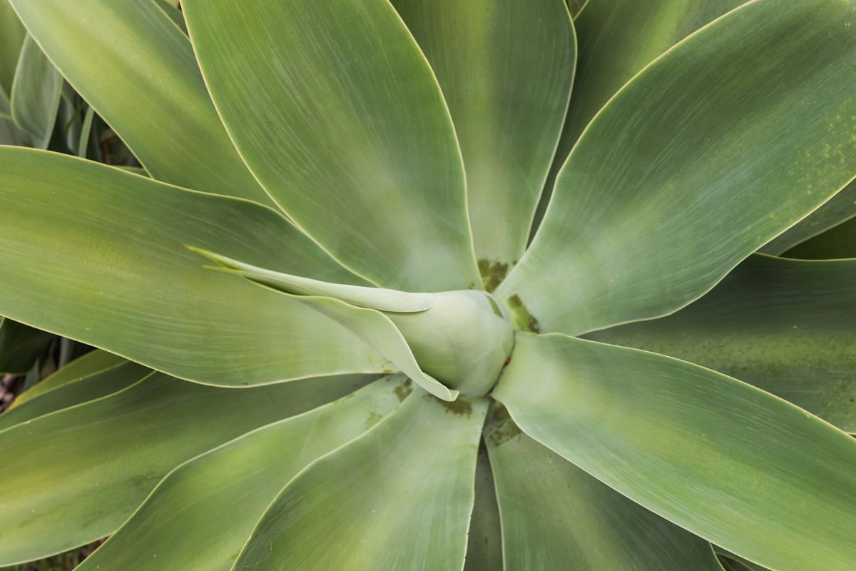 SIL022 LR_Maitland_garden 3