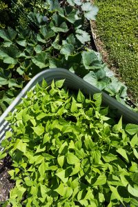 SIL022 LR_Maitland_garden bed 4