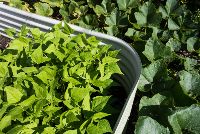 SIL022 LR_Maitland_garden bed 3